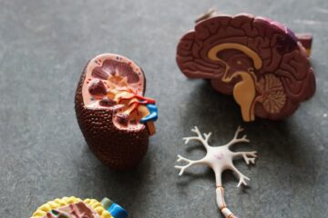 Als je extra zorg nodig hebt: dit zijn belangrijke stappen bij nierproblemen